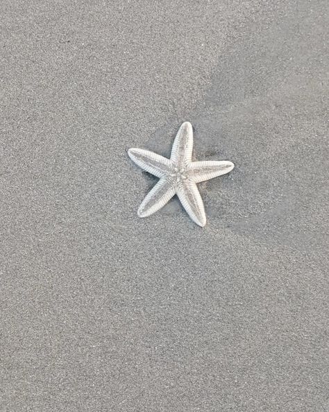 Lucky mee! I saw a starfish in Goa! Star Fish Pictures, Fish Pictures, Star Fish, The Trip, Goa, Starfish, I Saw, Beautiful Pictures, Fish