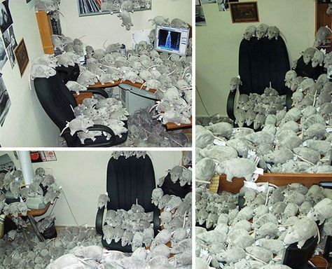 Infest Their Office With (fake) Rats Pranks For Coworkers, Coworker Pranks, Funny Office Pranks, Work Pranks, Best April Fools Pranks, Best April Fools, April Fool's Prank, Office Pranks, Cool Office Desk