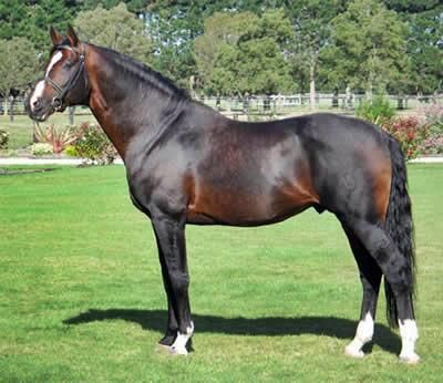 HERE's a handsome boy!!!! His name is "Ramirez"!!!!  The conformation of this, 17.1 hh, Holsteiner stallion is gorgeous! His daddy (sire) is "Ramiro Z"!!!!  He's AWESOME at stud, and is regularly producing fiery, springy, jumpy progeny that are all placing high!!!!! All with distinction in National level showjumping, showhunter, dressage and showing competitions!!!!  I just want to HUG him, work him on the Longe line and ride him in the ring. WHO is the handsome BOY!!!!? Holsteiner Horse, Kathiyawadi Horse, Warmblood Horses, Elegant Horse, Bay Horse, Cute Ponies, Most Beautiful Horses, Most Beautiful Animals, Horse World