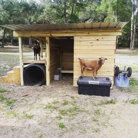 Goat Shelter with Culvert, stairs, and a ramp to the back porch. Raised beds, hay storage and hay feeder inside. Tin roof. Goat House Diy Simple, Lean To Goat Shelter, Goat Hut Ideas, Goat And Chicken Pen, Goat Shelters Diy, Goat House Interior, Mini Goat Shelter, Goat Run In Shelter, Goat Shelter Ideas Diy