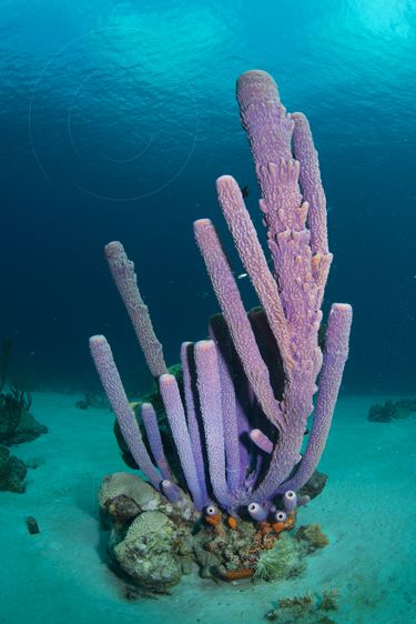 a colony of purple "stove-pipe" sponges Ocean Plants, Marine Plants, Sea Plants, Underwater Art, Deep Sea Creatures, Beautiful Sea Creatures, Ocean Pictures, Underwater Creatures, Underwater Life