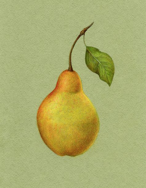 How to Draw a Pear with Colored Pencils Pear Sandwich, Sandwich Drawing, Pear Drawing, Colored Pencil Art Projects, Crayons Pastel, Colored Pencil Tutorial, Fruits Drawing, Pastel Pencils, Fruit Painting