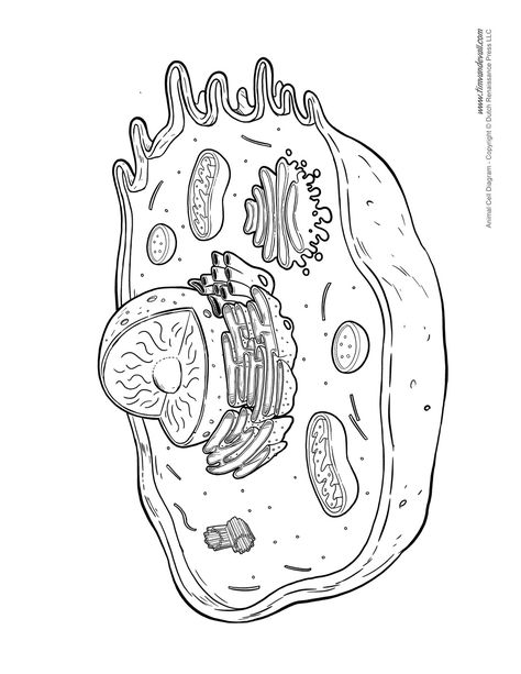 Human Cell Diagram, Animal Cell Diagram, Animal Cell Drawing, Animal Cell Structure, Plant Cell Diagram, Notes Idea, Biology Drawing, Cell Diagram, Science Printables