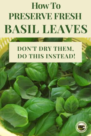 Basil Preserving, How To Preserve Basil, Preserve Fresh Basil, Storing Fresh Basil, Herbs Drying, Dehydrating Recipes, Preserving Basil, Freezing Fresh Herbs, Preserve Fresh Herbs