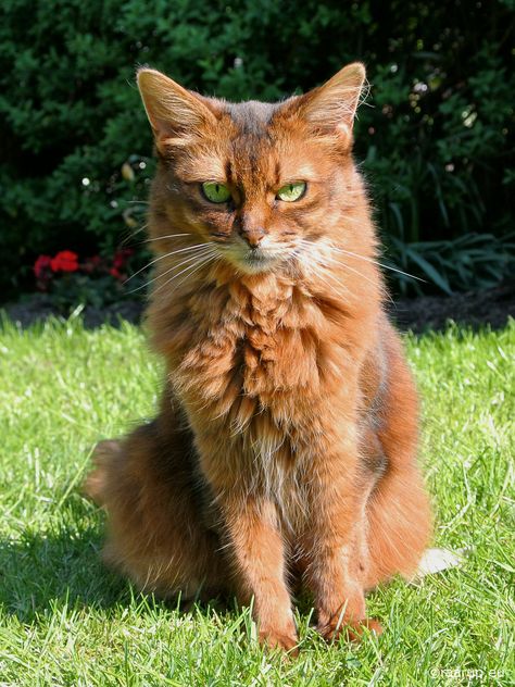 https://flic.kr/p/262YEnz | The Grand Duchess posing | Caithlin posing for her favourite human, my wife Lene. Dushara Cathal Caithlin (Somali cat), 17.05.2018  Nikon 1J1 Digital Camera -  shot by Lene Raarup. Somali Cat, Black Cat Orange Cat Dynamic, Abyssinian Cats Red, Somali Cat Red, Somali Cat Silver, Chocolate Silver Somali Cat, Cat Personalities, Kitten For Sale, Cats For Sale