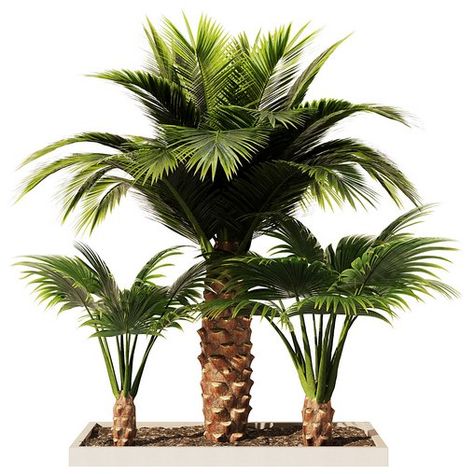 Palm Tree Set1 Palm Tree Set Design, 3d Palm Tree, Faux Palm Tree Outdoor, Palm Tree Bedding, Travellers Palm Tree, Inflatable Palm Tree, Mini Palm Tree, Bush Garden, Areca Palm