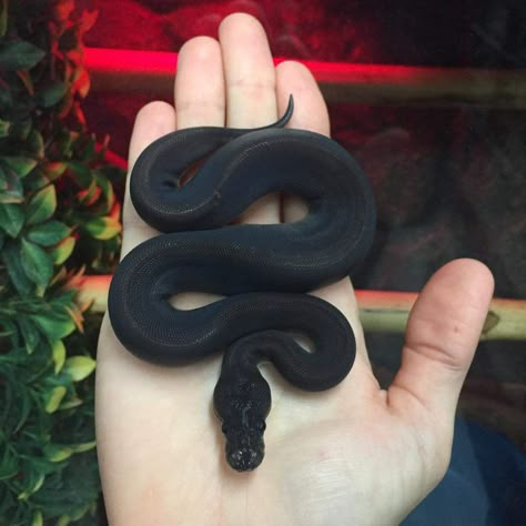 Black Ball Python Black Ball Python, Ball Python Pet, Snake Photos, Baby Snakes, Cool Snakes, Pretty Snakes, Ball Python Morphs, Reptile Room, Rabbit Cages