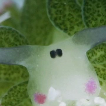 Leaf Sheep, Sea Slugs, Sea Snail, Sea Slug, Solar Flare, Arachnids, Marine Animals, Small World, Canon Eos