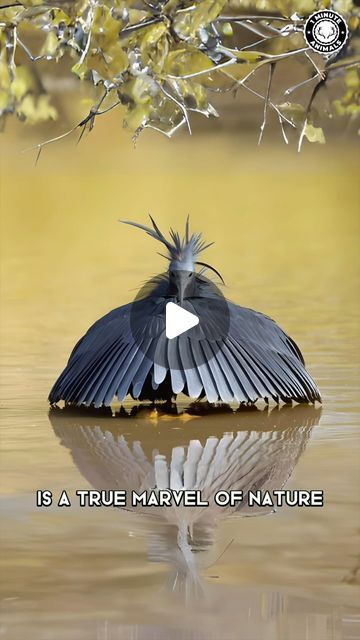 Beautiful Nature Pictures Amazing Photos, Birds That Look Like Dragons, Blue Heron Photos, Black Heron, Heron With Fish, Blue Heron Flying, Heron In Flight, Wild Animals Videos, Funny Bird Pictures