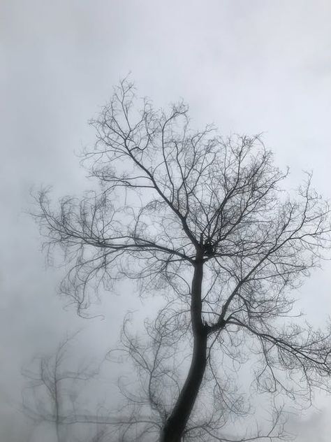 Simon Berger, Foggy Sky, Leafless Tree, Gray Tree, Marketing Specialist, Google Cloud, Photographer Pictures, Snowy Landscape, Bare Tree