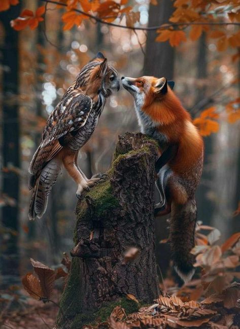 Foxes Aesthetic, Fox Forest Aesthetic, Cute Fox Photography, Autumn Forest Photography, Fox In Forest, Fox Wildlife Photography, Fox Nature Photography, Fox Artwork, Cute Puppy Videos