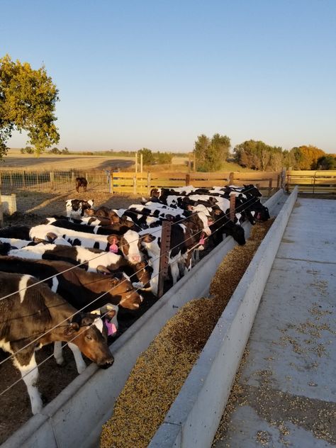 Cow Enclosure, Small Cow Farm Design, Farm With Cows, Cow House Farms, Cow Farm Ideas, Cow Farm Design, Run In Shed For Cows, Cow Shed Design, Cattle Housing