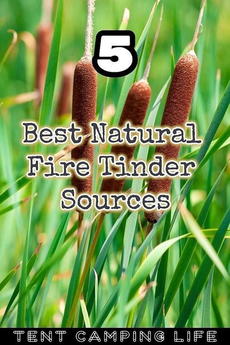 Even when you have lighters or matches on you…it might be tough to get a fire going. This is why it’s good to know of natural fire tinder sources. Campfire Tips And Tricks, How To Start A Campfire, Battery Fire Starter, Diy Firestarters Camping, Survival Fire Starting, Camping Diy Projects, Primitive Skills, Outdoor Skills, Nature Connection