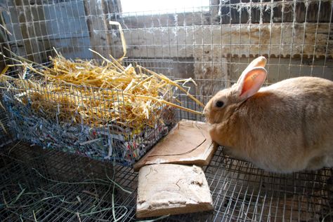 DIY Rabbit Nesting Boxes – Trial and Error | Abernathy's Rabbitry Rabbit Nesting Box, Nesting Boxes Diy, Taking Care Of Animals, Rabbit Nest, Rabbit Feeder, Flemish Giant Rabbit, Rabbit Hide, Box Bunny, Giant Rabbit