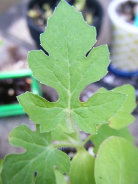 What Do Watermelon Leaves Look Like - Grow Gardener Watermelon Vines, Watermelon Leaves, Watermelon Flower, Weird Look, Watermelon Seeds, Oak Leaves, Soul Art, Small Leaf, Summer Fruit