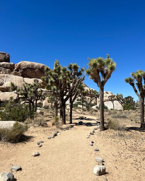 #joshuatree #joshuatreenationalpark #yucca #cactusgarden #nature #travel #california #vacation Travel California, Yucca Valley, California Vacation, Joshua Tree National Park, Cactus Garden, Joshua Tree, Nature Travel, Road Trip, California