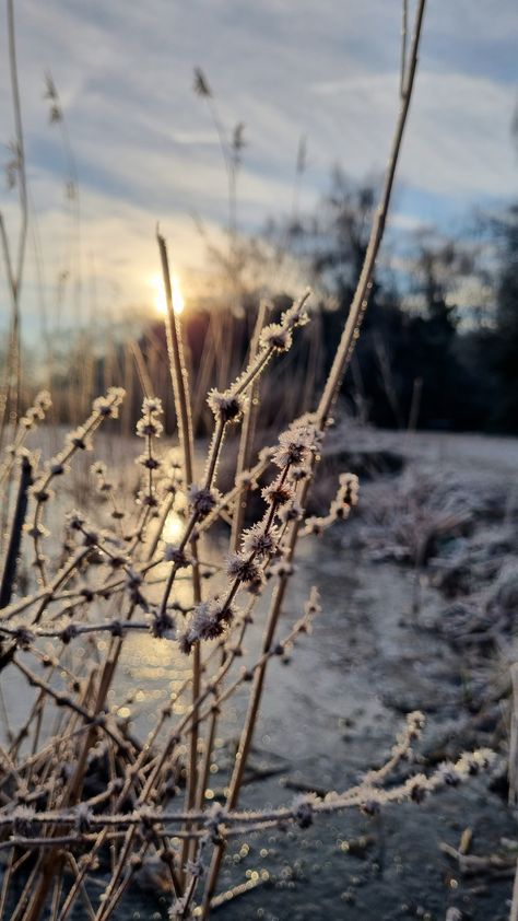 Morning, snow, winter aesthetic frosty Frost Aesthetic, Frosty Morning, On The Ground, Beautiful Creatures, Winter Wonderland, Collage, Christmas, Pins, Nature