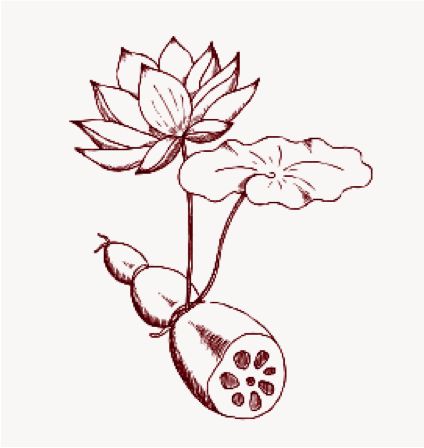 Some Lotus Root Science – Good Roots Flower With Roots, Roots Tattoo, Unique Vegetables, Lotus Root, Water Lilly, Lotus Tattoo, Hope Symbol, Traditional Tattoo, Lotus Flower