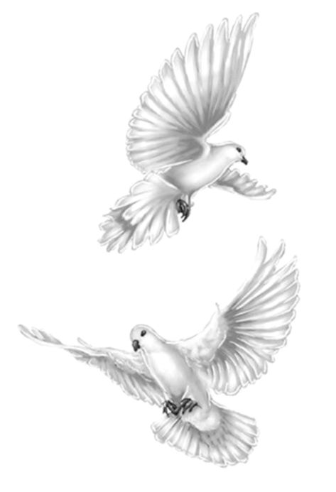 White Doves Tattoo, White Dove Tattoo Design, Dove Tattoo Shoulder, Pegion Bird Tattoo, White Pigeon Tattoo, Dove Drawing Tattoo, Realistic Dove Tattoo, Two Doves Tattoo, Dove Tattoo Design For Women