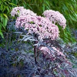 Sambucus nigra Black Lace Sambucus Black Lace, Sambucus Nigra Black Lace, Black Lace Elderberry, Elderberry Shrub, Landscape Purple, Forest Sanctuary, Elderberry Plant, Courtyard Plants, Colorful Shrubs