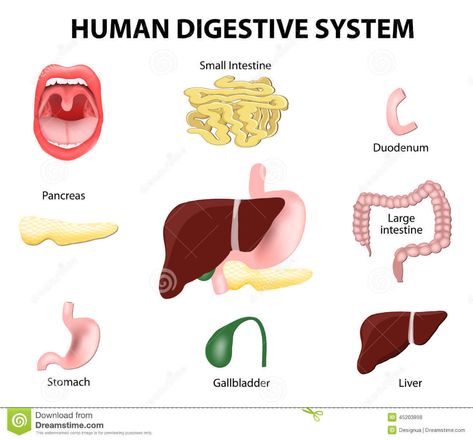 Human Digestive System. Set Stock Vector - Illustration of complex, colon: 45203898 Digestive System Parts, Human Clipart, Digestive System Diagram, Digestive System Anatomy, Human Digestive System, Toddler Organization, Gastrointestinal Tract, Sistem Pencernaan, Period Pads