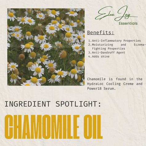 INGREDIENT SPOTLIGHT: Chamomile Oil ✅ Boosts Hair Growth ✅ Adds shine ✅ Prevents Dandruff Chamomile oil is found in the HydraLoc Cooling Creme and Power18 Serum. Chamomile Oil, Boost Hair Growth, Anti Dandruff, Dandruff, Hair Growth, Jay, Serum, Moisturizer, Hair