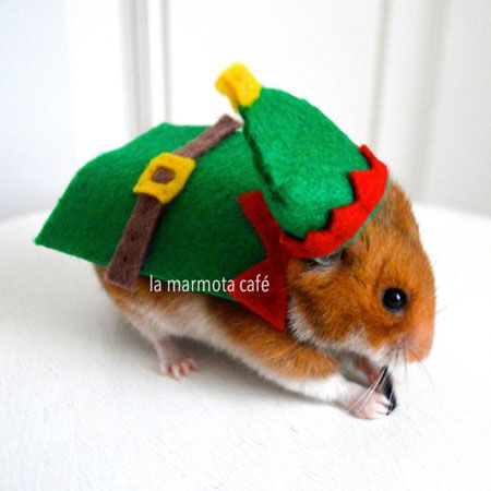 Hamster Clothes, Hamster Costume, Teddy Hamster, Hamster Christmas, Christmas Hamster, Rat Costume, Christmas Elf Costume, Hamster Care, Christmas Pageant