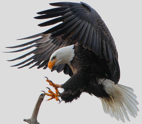 Eagle landing on branch! Eagle Photo, Rabe Tattoo, Eagle Landing, Eagle Images, Eagle Wallpaper, Eagle Pictures, Eagle Tattoos, Eagle Art, Woods Photography