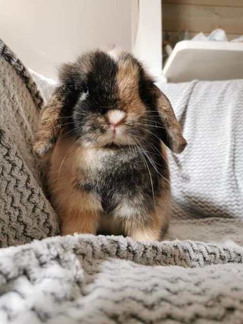 Mini Lop, Chi Chi, Rabbits