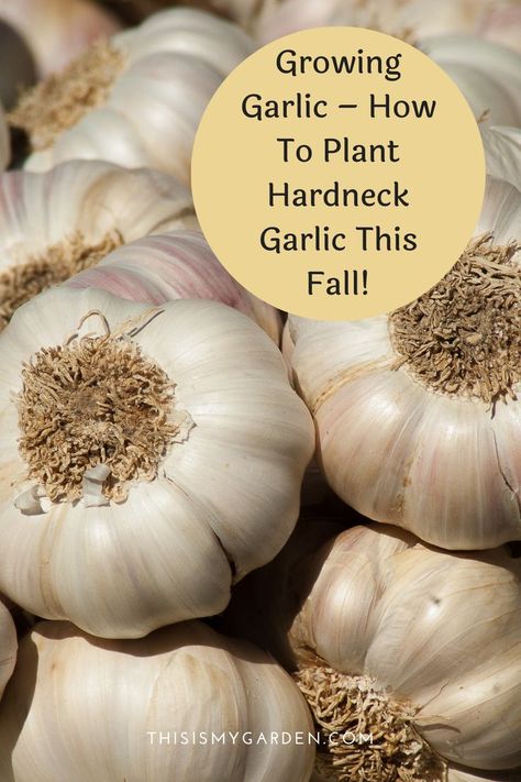 Garlic Planting Zone 5, Planting Garlic In Fall In Containers, When To Plant Garlic In Zone 6, How To Plant Garlic In The Fall, When To Plant Garlic Fall, Planting Garlic In Fall, How To Plant Garlic, When To Plant Garlic, Planting Hardneck Garlic