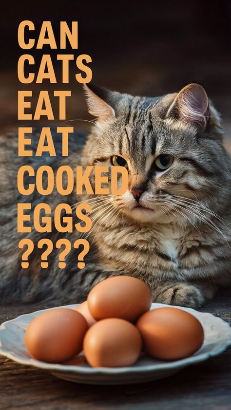 🥚🐾 Can cats eat cooked eggs? The answer may surprise you! Learn all about this purr-fect treat for your feline friend! 🐈 #cathealth #eggsforever #meow Can Kittens Chew Cooked Eggs Human Food For Cats, Foods Cats Can Eat, Senior Cat Care, Cat Egg, Cats Facts, Egg Nutrition, Egg Benefits, Cat Food Brands, Raw Eggs