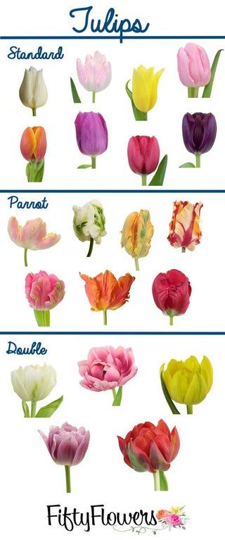 How to Make a Flower Garden : 3 Steps - Instructables Tulip Types, Tulip Varieties, Fifty Flowers, Flower Chart, Tulip Wedding, Tulip Bulbs, Tulips Garden, Flower Names, Most Beautiful Flowers