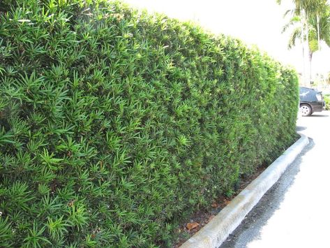 podocarpus macrophyllus maki hedge - Google Search | Backyard ... Podocarpus Hedge, Small Flowering Plants, Seeding Lawn, Florida Landscaping, Privacy Hedge, Florida Plants, Privacy Landscaping, Driveway Landscaping, Landscape Plans