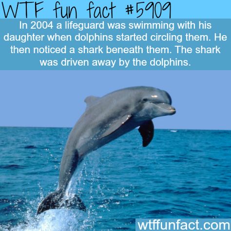 Fun Animal Facts, Water Creatures, Facts Funny, Odd Stuff, Wow Facts, Animal Facts, Junk Drawer, Heartwarming Stories, Life Tips