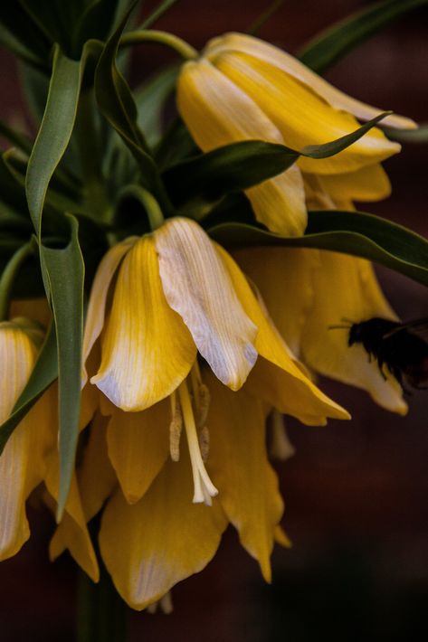 Fritillaria Imperialis, Flower Close Up, Dont Fall In Love, National Trust, Jan 17, Garden Lovers, Bunch Of Flowers, Art Photo, Flower Pictures