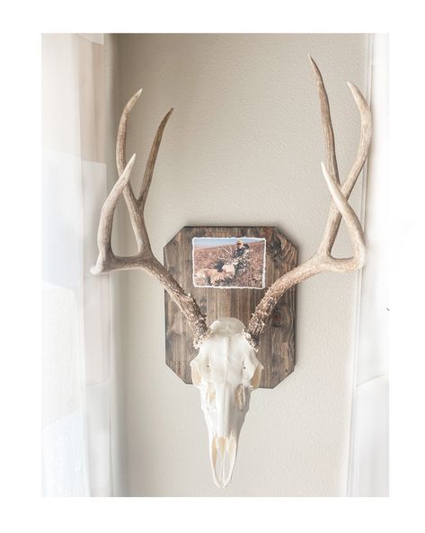 The perfect keepsake and display of your prized hunt.  1. Choose your stain color. 2. Send the photo of the hunt through "contact seller" button. *I will choose the type of hook based on the photo with the animal, I will print, distress, and adhere your photo to the board.  *The whole front of the board is sealed to protect your photo. *The back has a sawtooth hanging piece installed for easy hanging. (Please be sure to mount this piece on a stud or use an anchor to support the heavy weight of the mount) The back also has a command strip on the bottom to prevent any movement on the wall after it is hung. * It comes completely assembled and finished with your photo permanently attached. (All you have to do is add your mount!) The board measures 15" tall, 12" wide, and 1/2" thick. Deer Head Home Decor Wall Mount, European Head Mount, European Mount With Flowers, Euro Mount Plaque, Mounted Antlers Decor, European Mount Display Ideas, Deer Skull Cap Mount Ideas, Deer Mount Backboard, Bear Rug Taxidermy