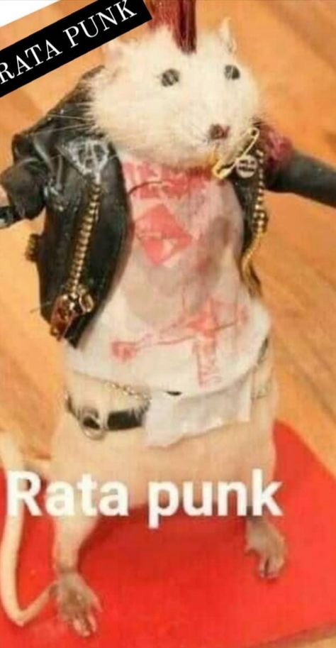 Rata Punk, Funny Taxidermy, Dream Asthetic, Funny Rats, Funny Hamsters, Funny Mouse, Cute Rats, Funny Animal Photos, Funny Costumes