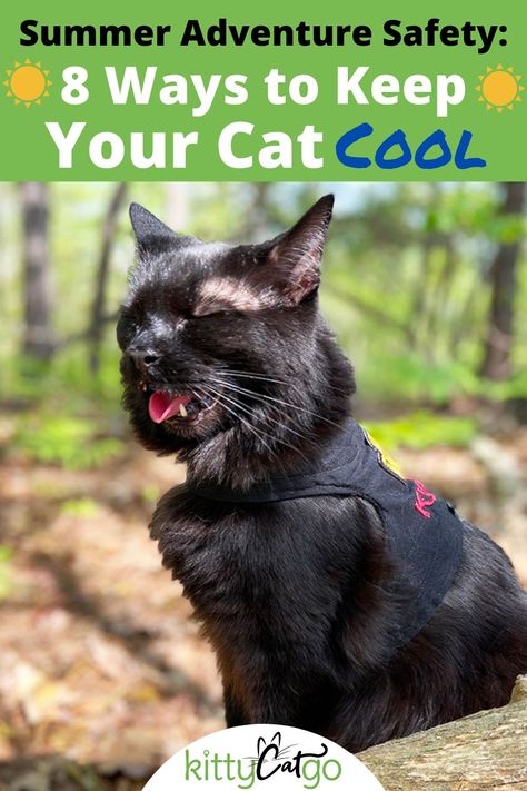 Adventuring in the summer doesn't have to be miserable! Read our 8 tips for keeping your cat cool on hot weather outings! How To Keep Outside Cats Cool In Summer, Cat Adventure, Cat Behavior Facts, Cat Drooling, Cat Cool, Dog Pants, Cat Tips, Summer Cat, Homestead Life