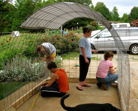 Pallet Chicken Run, Inside Farmhouse, Chicken Coop Inside, Chicken Run Ideas, Chicken Tractors, Chicken Tractor, Chicken Run, Worm Composting, Areas Verdes