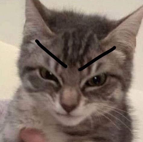 mad cat Mad Cat, Cat Meme