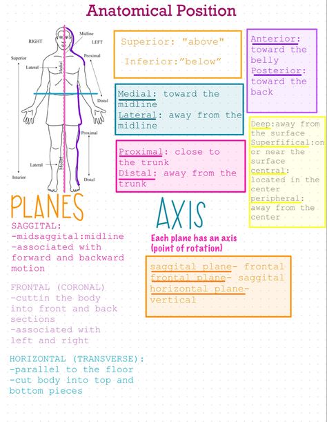 Anatomy Positions, Anatomy For Medical Students, Nln Pax Study Guide, Anatomical Terms Notes, Anatomical Position Anatomy Notes, Certified Medical Assistant Study Guides, Medical Assistant Notes, Intro To Anatomy And Physiology Notes, Medical Terminology Skeletal System