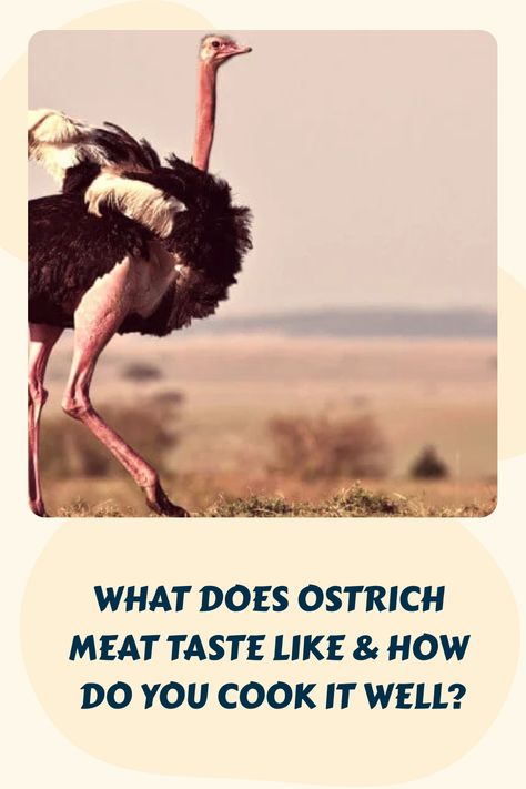 What does ostrich taste like? It tastes like lean beef! Learn where you can buy some and how to cook it well! Ostrich Recipes, Ostrich Meat, Mince Recipes, Steak Marinade, Dark Meat, Cattle Farming, Marinade Recipes, Lean Beef, Sustainable Agriculture