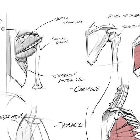 Joshua Black on Instagram: "Morning anatomy sketches of the shoulder blade muscles! Again studies from watching @stanprokopenko YouTube videos! #humananatomy #gesturedrawing #figuredrawing #back #muscles #shoulderblade #scapula #serratus #teresmajor #teresminor #infraspinatus #ribcage #torso #core #drawing #gottogetbetter #doodle #sketch #prokochallenge" Scapula Anatomy, Shoulder Blade Muscles, Scapula Bone, Core Drawing, Shoulder Anatomy, Anatomy Sketches, Gesture Drawing, Anatomy Drawing, Doodle Sketch