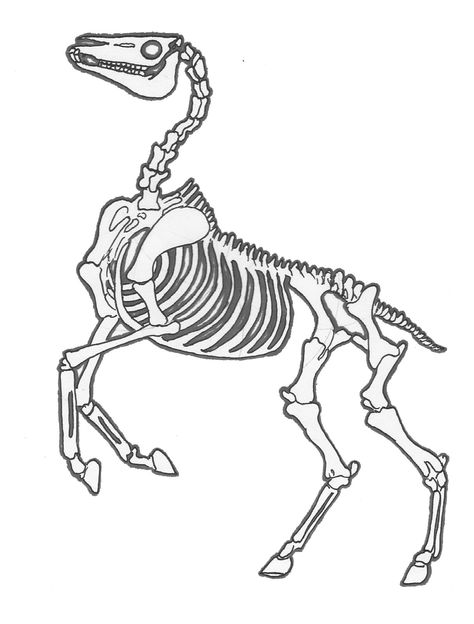 horse skeleton Horse Skeleton Drawing, Animal Skeleton Drawing, Sketches Skeleton, Skeleton Sketches, Draw Skeleton, Horse Bones, Horse Skeleton, Skeleton Horse, Head Skeleton