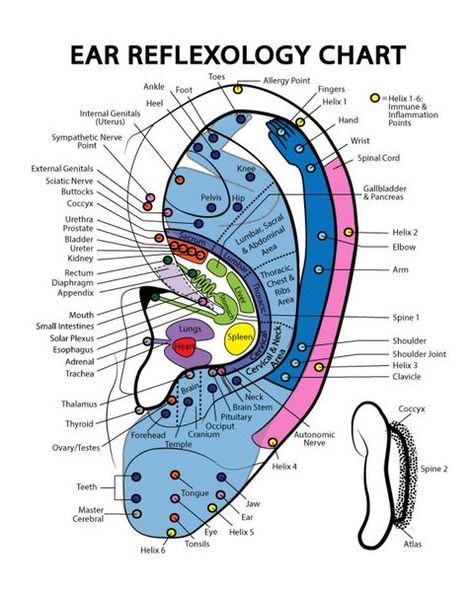 fr Body Reflexology, Acupuncture Points Chart, Polarity Therapy, Ear Reflexology, Ear Massage, Reflexology Chart, Brain Stem, Foot Reflexology, Sciatic Nerve