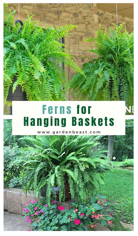 Fern Baskets Hanging Plants, Hanging Ferns Outdoors, How To Hang Ferns On Front Porch, Ferns In Hanging Baskets, Hanging Ferns On Porch, Boston Ferns Outdoor Front Porches, Ferns In Pots Front Porches, Shade Hanging Baskets Ideas, Front Porch Hanging Baskets