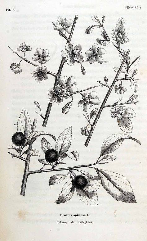 Blackthorn - (Prunus spinosa L.) Use the lower illustration. Blackthorn Tree, Tattoo Project, Tree Tattoo, Black And White Pictures, Body Mods, Floral Botanical, Back Tattoo, Botanical Illustration, Tattoos And Piercings