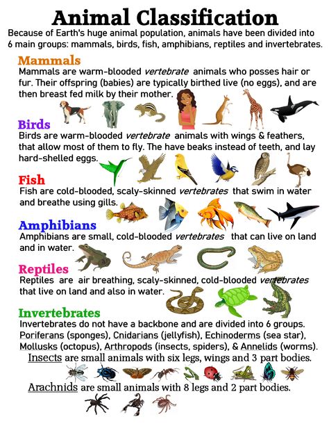 Animal Classification ~ Anchor Chart * Jungle Academy Zoology Notes Animals, Classification Of Animals Project, Classifying Animals Anchor Chart, Animal Classification Anchor Chart, Animal Classification Chart, Bsc 1st Year Zoology Notes, Animal Biology Notes, Invertebrates Classification, Animal Classification Activities