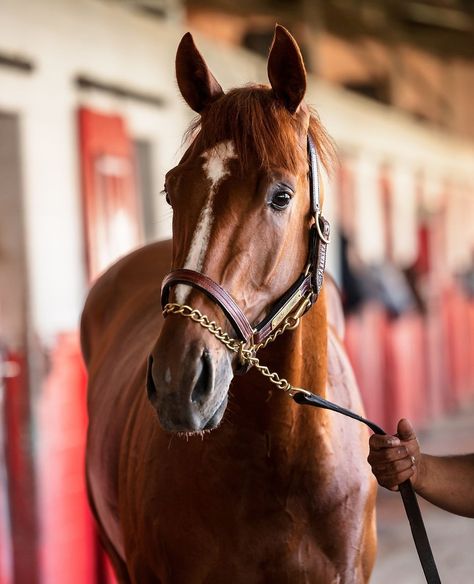 Kentucky Derby Horses, Gorgeous Horses, Saturday Afternoon, Elegant Nails, Kentucky Derby, Horse Racing, Kentucky, Derby, Horses