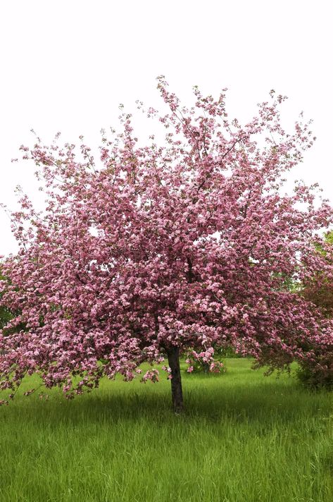 Bulbs Garden Design, Crab Apple Tree, New England Garden, Flowering Cherry Tree, Crabapple Tree, Apple Trees, Blooming Trees, Garden Bulbs, Crab Apple